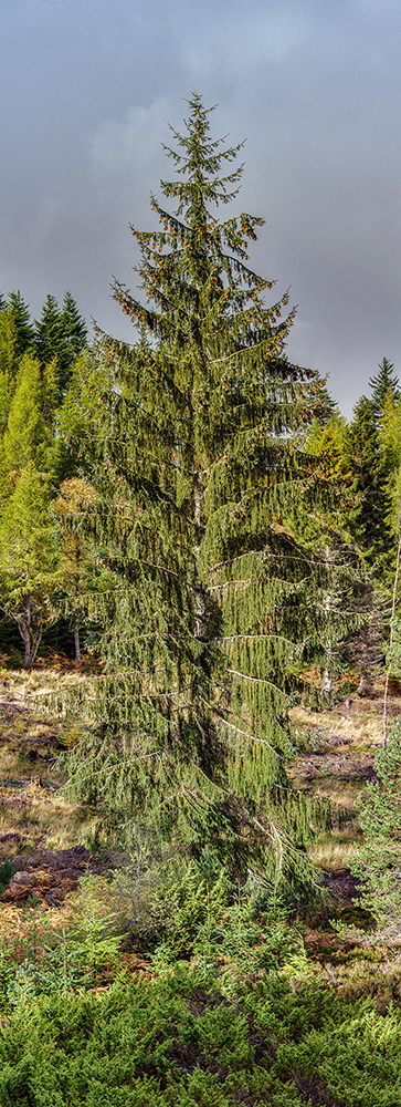 A vertical panorama of a Sitka spruce tree.